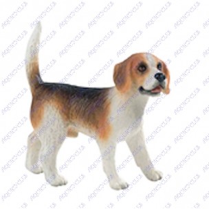 MINIATURE CHIEN BEAGLE